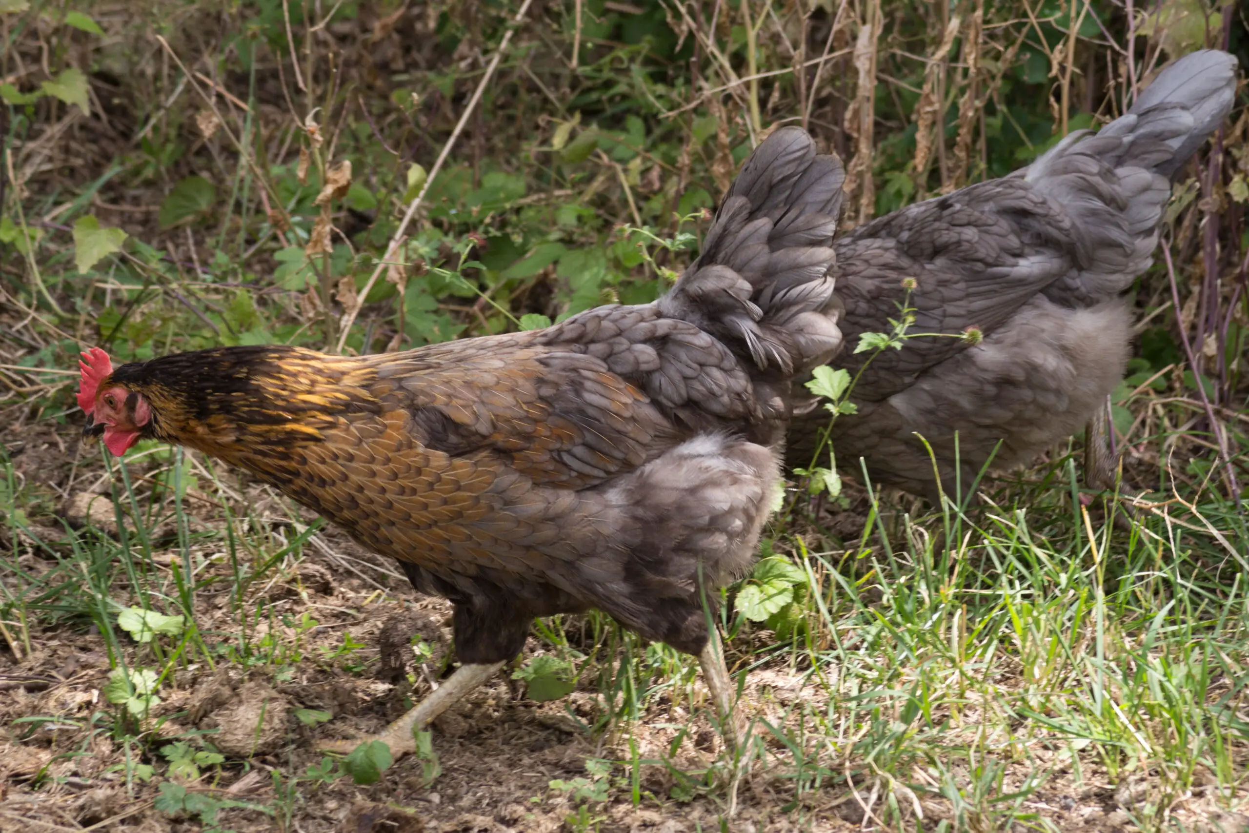 on a very sunny day in may in south germany you see chickens male and female in black and brown and grey color running around in green grass and behind bushes